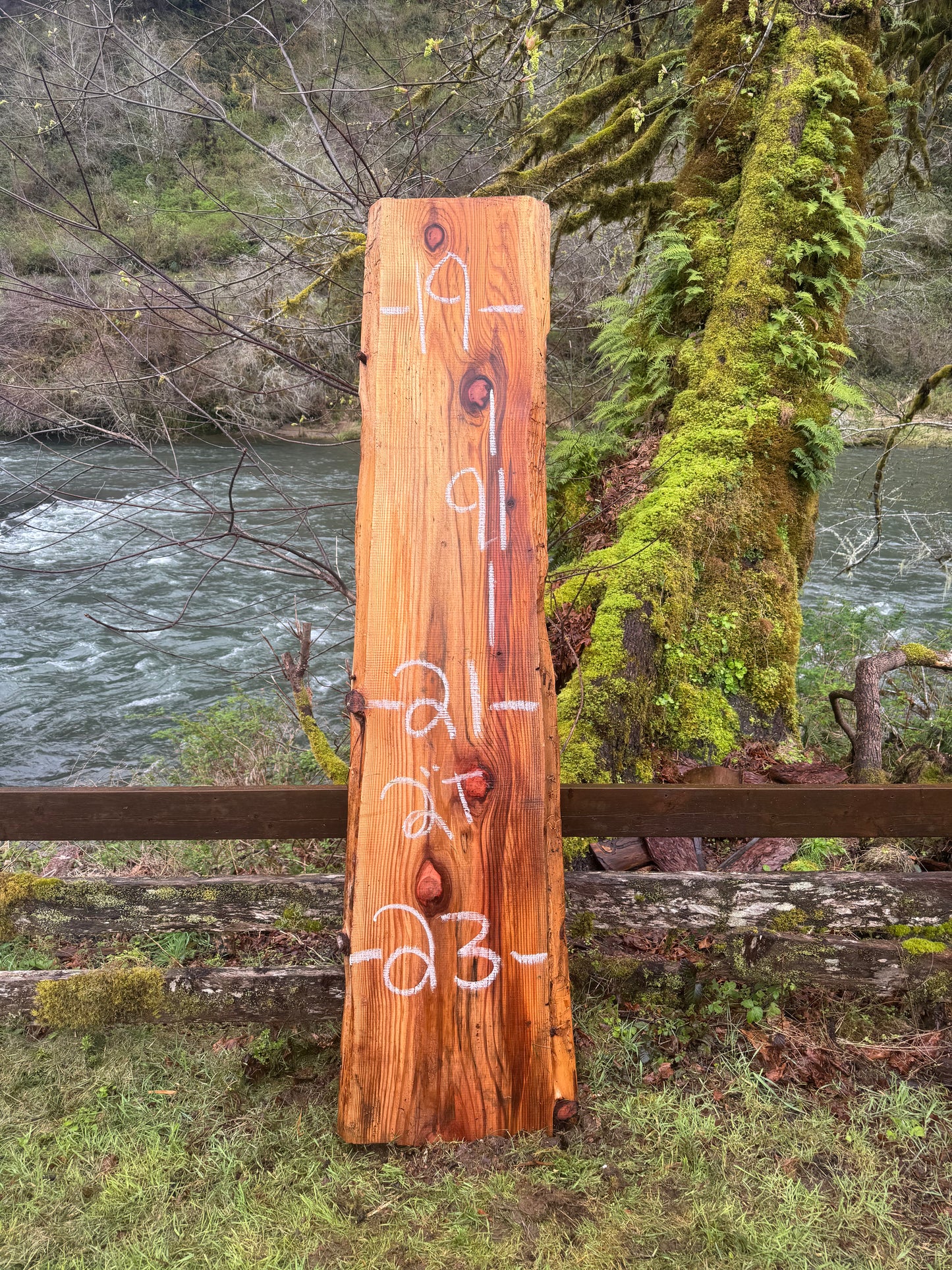 Giant Sequoia Redwood Slab- 91" x 23" x 2" - Live Edges