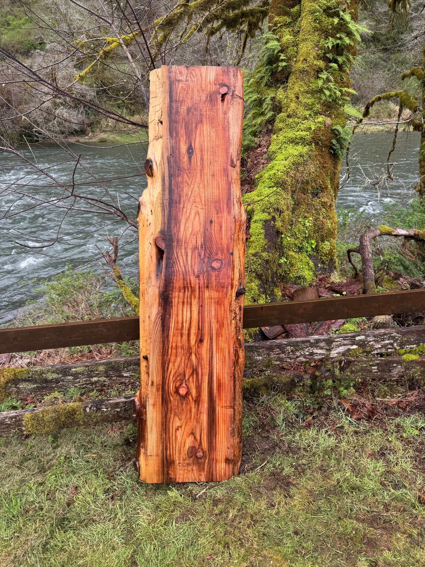 Giant Sequoia Redwood Slab- 58" x 23" x 2" - Live Edges
