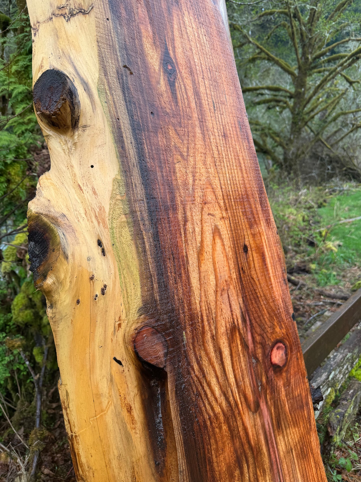 Giant Sequoia Redwood Slab- 58" x 23" x 2" - Live Edges