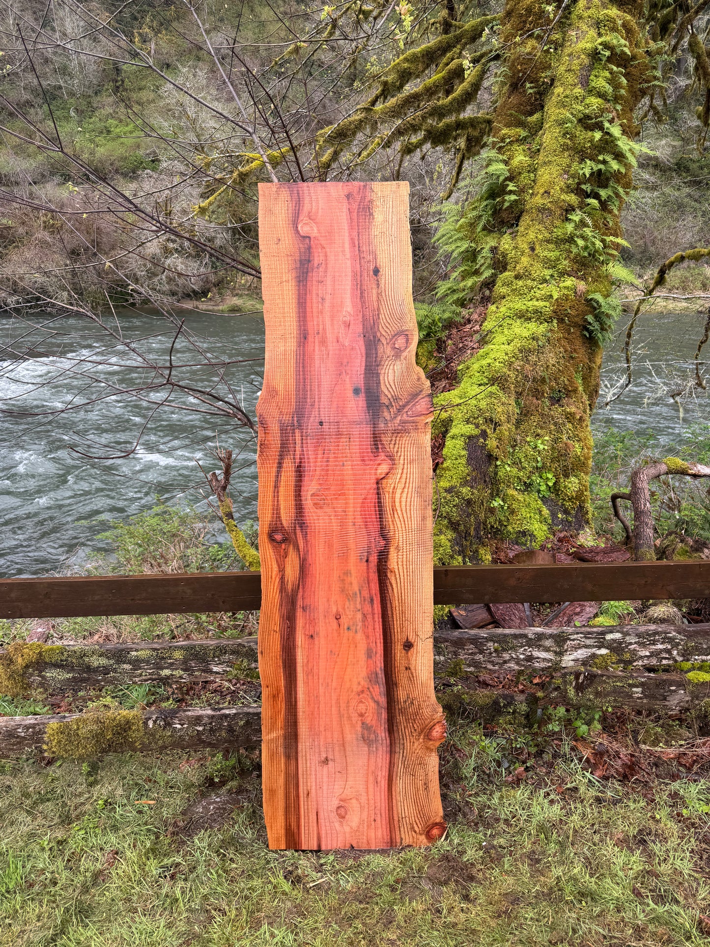 Giant Sequoia Redwood Slab- 58" x 23" x 2" - Live Edges