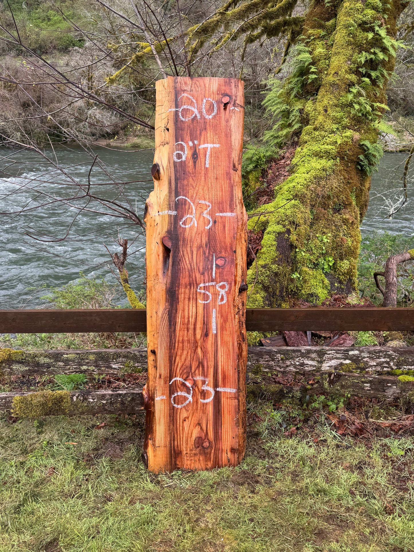 Giant Sequoia Redwood Slab- 58" x 23" x 2" - Live Edges