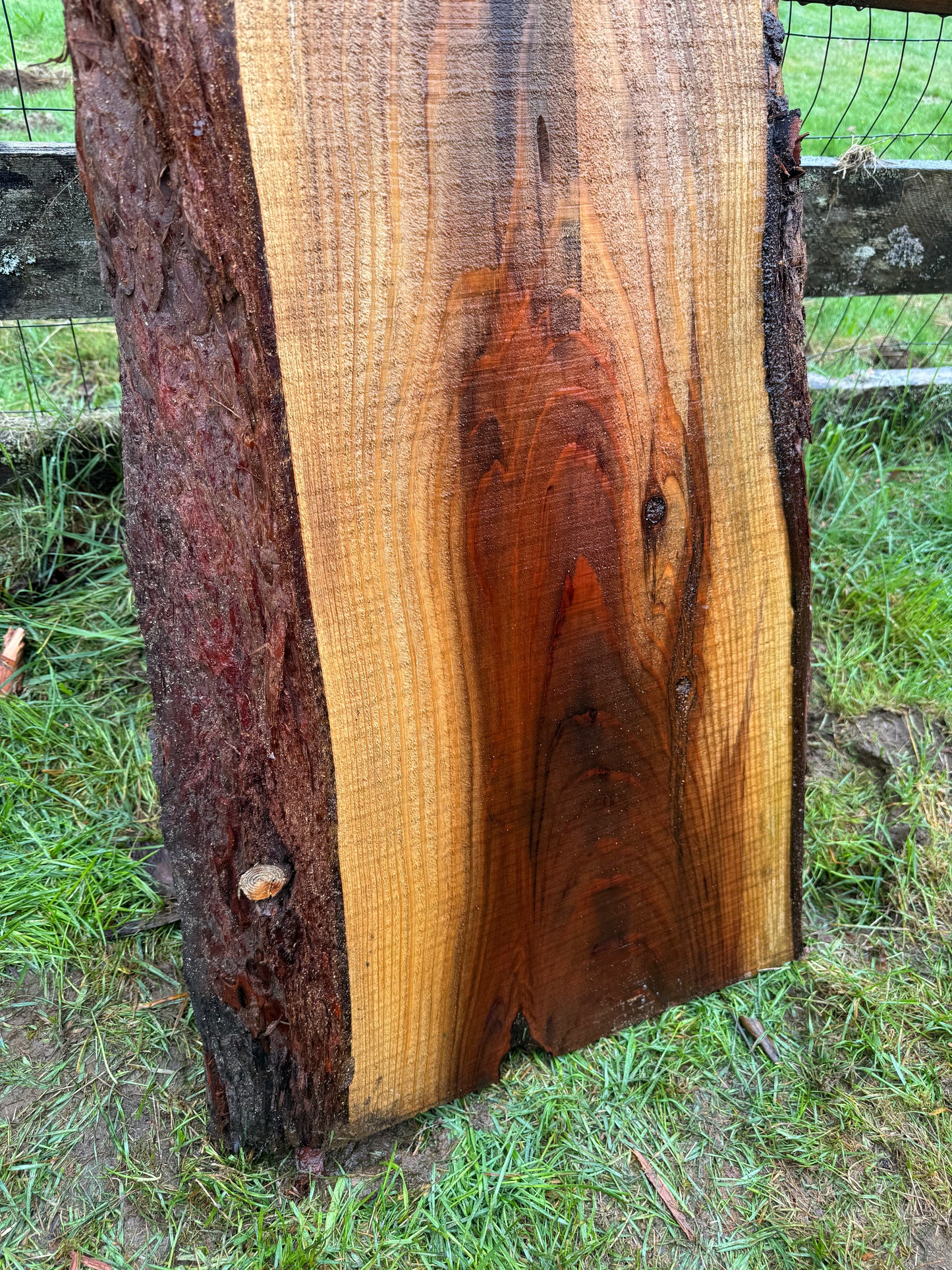 Giant Sequoia Redwood Slab - 66" x 20" x 2" - Live Edges