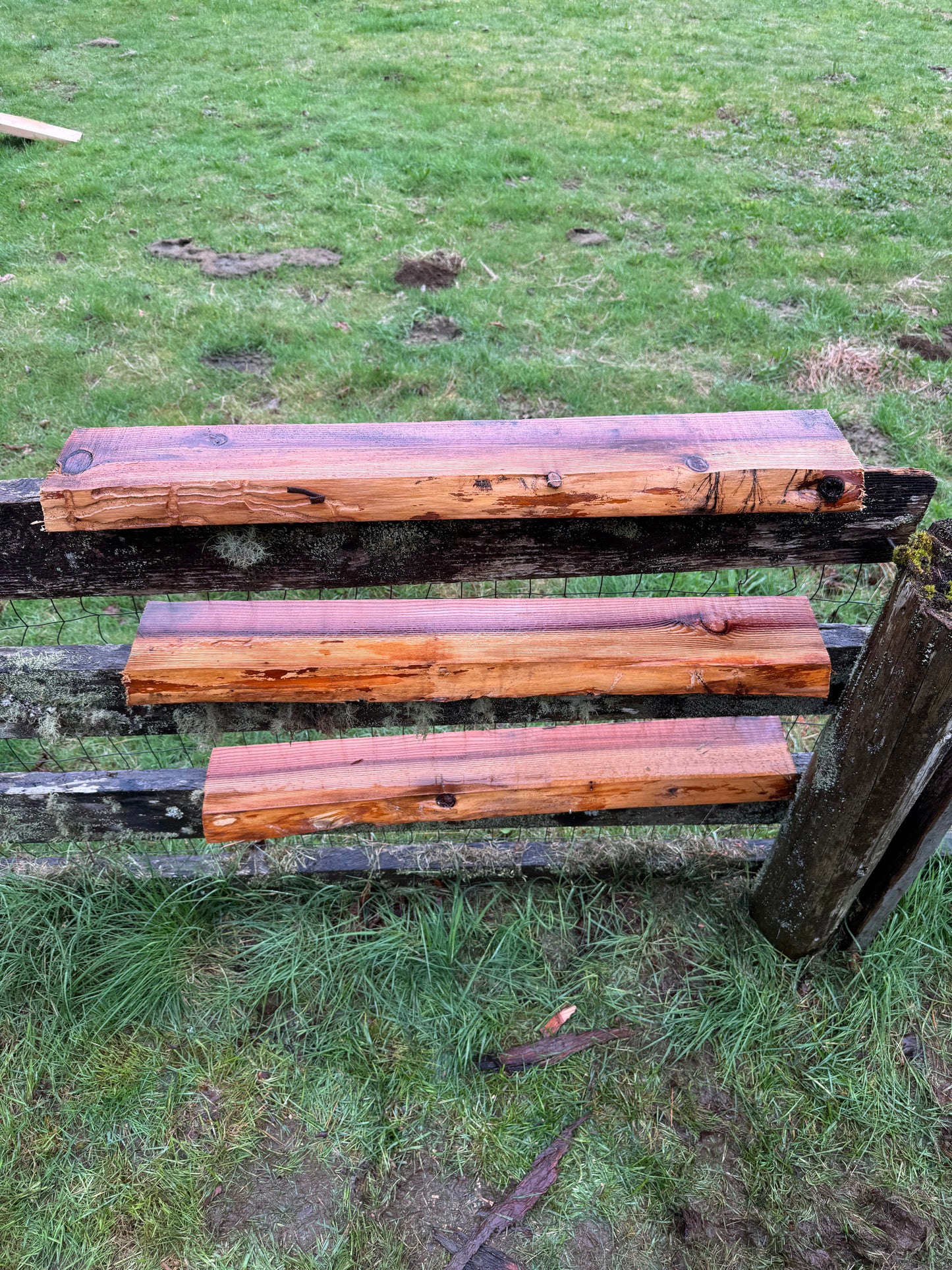 Giant Sequoia Redwood - 35" x 6" x 1.75" - Live Edge - Shelf Boards