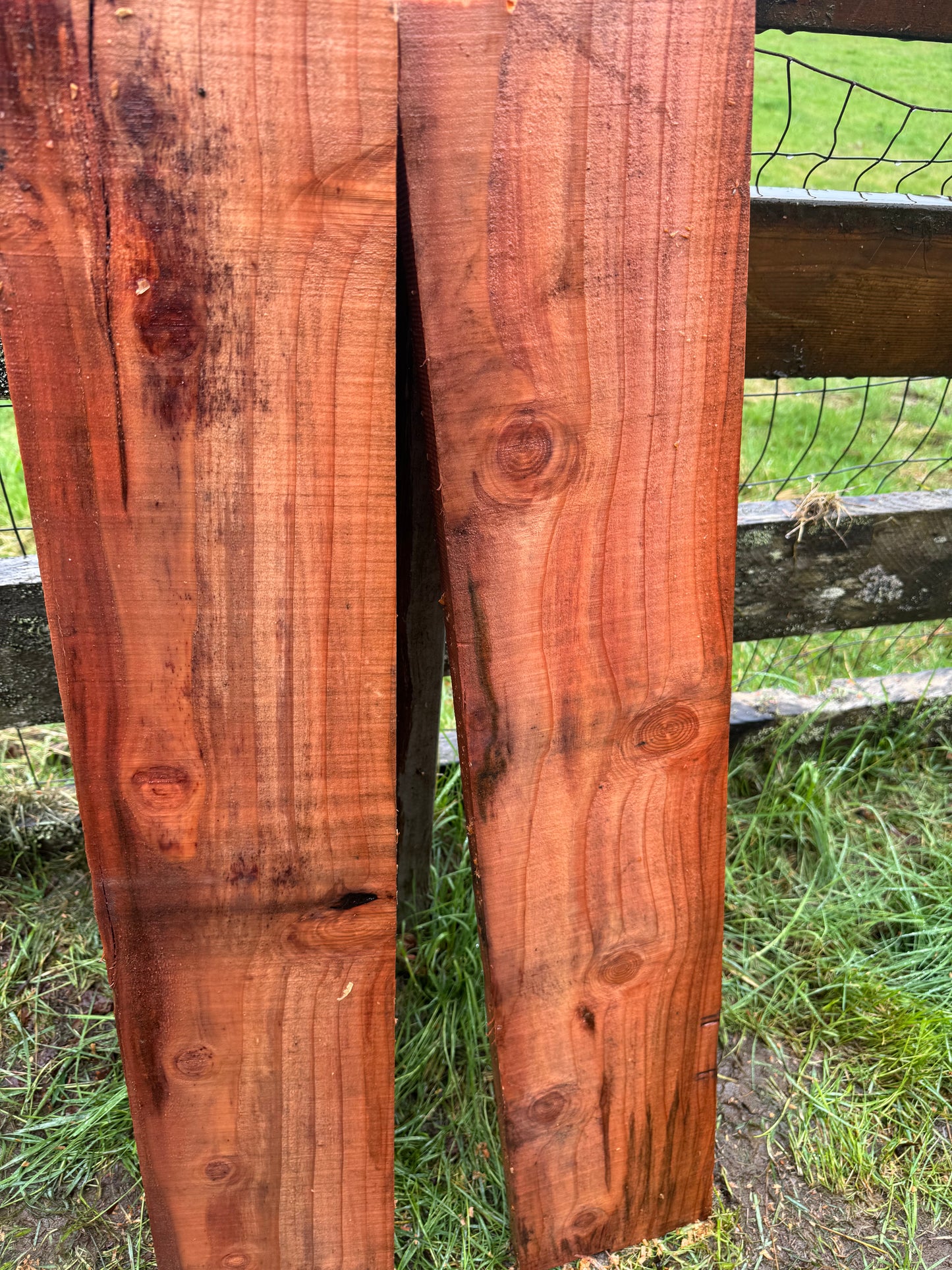 Giant Sequoia Redwood - 36" x 7" x 1"