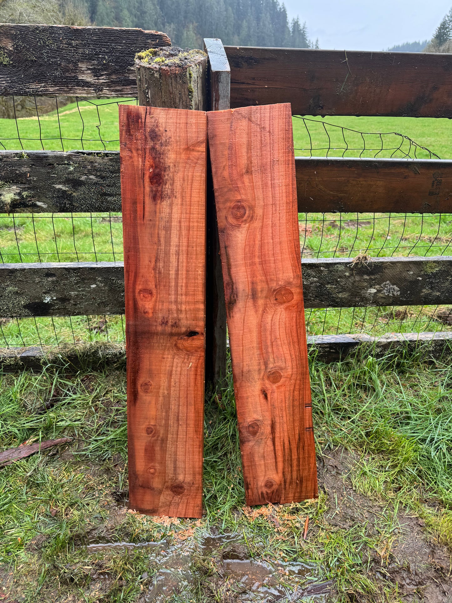 Giant Sequoia Redwood - 36" x 7" x 1"