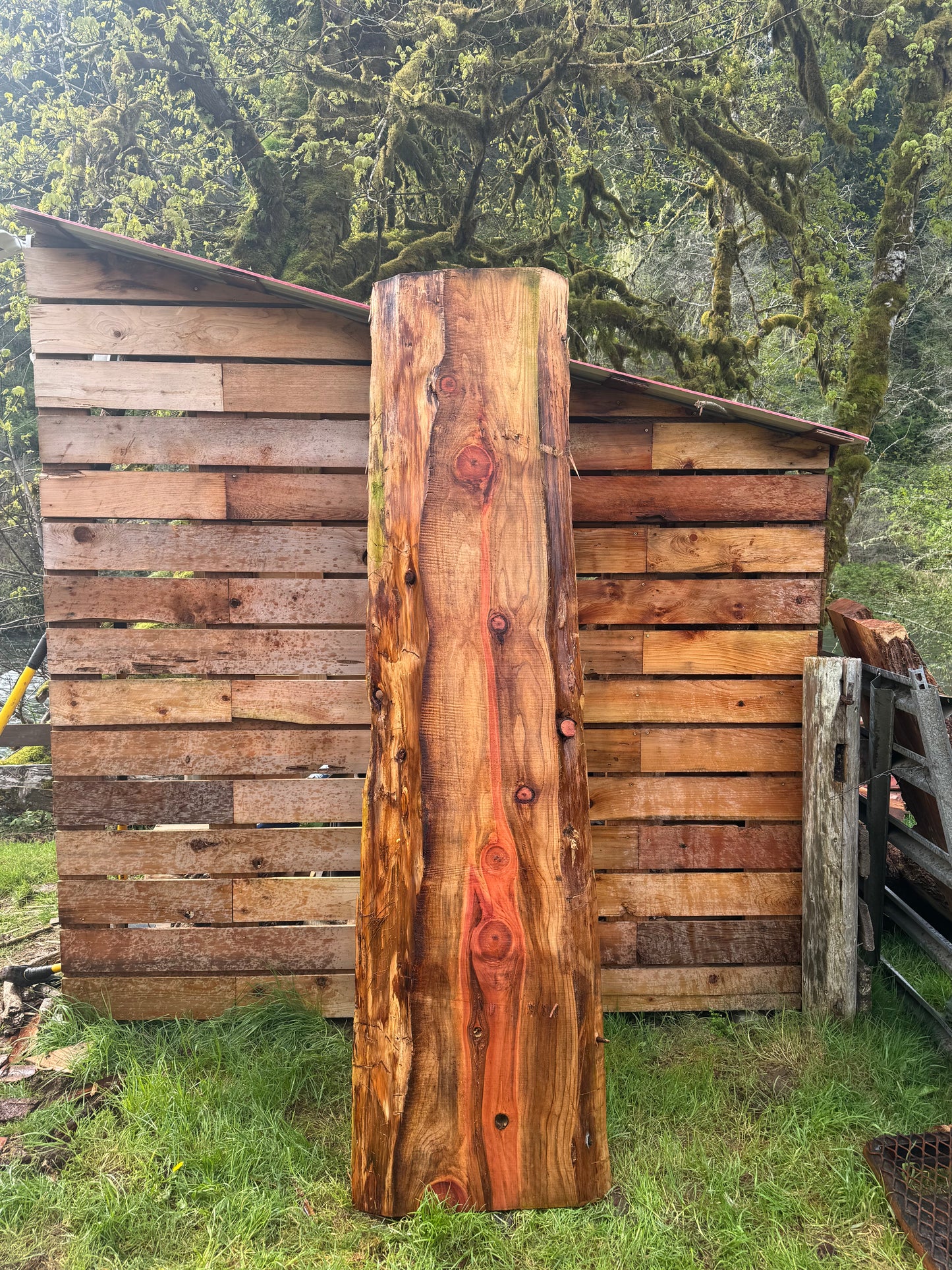 Giant Sequoia Redwood Slab - 96" x 27" x 3" - Live Edges