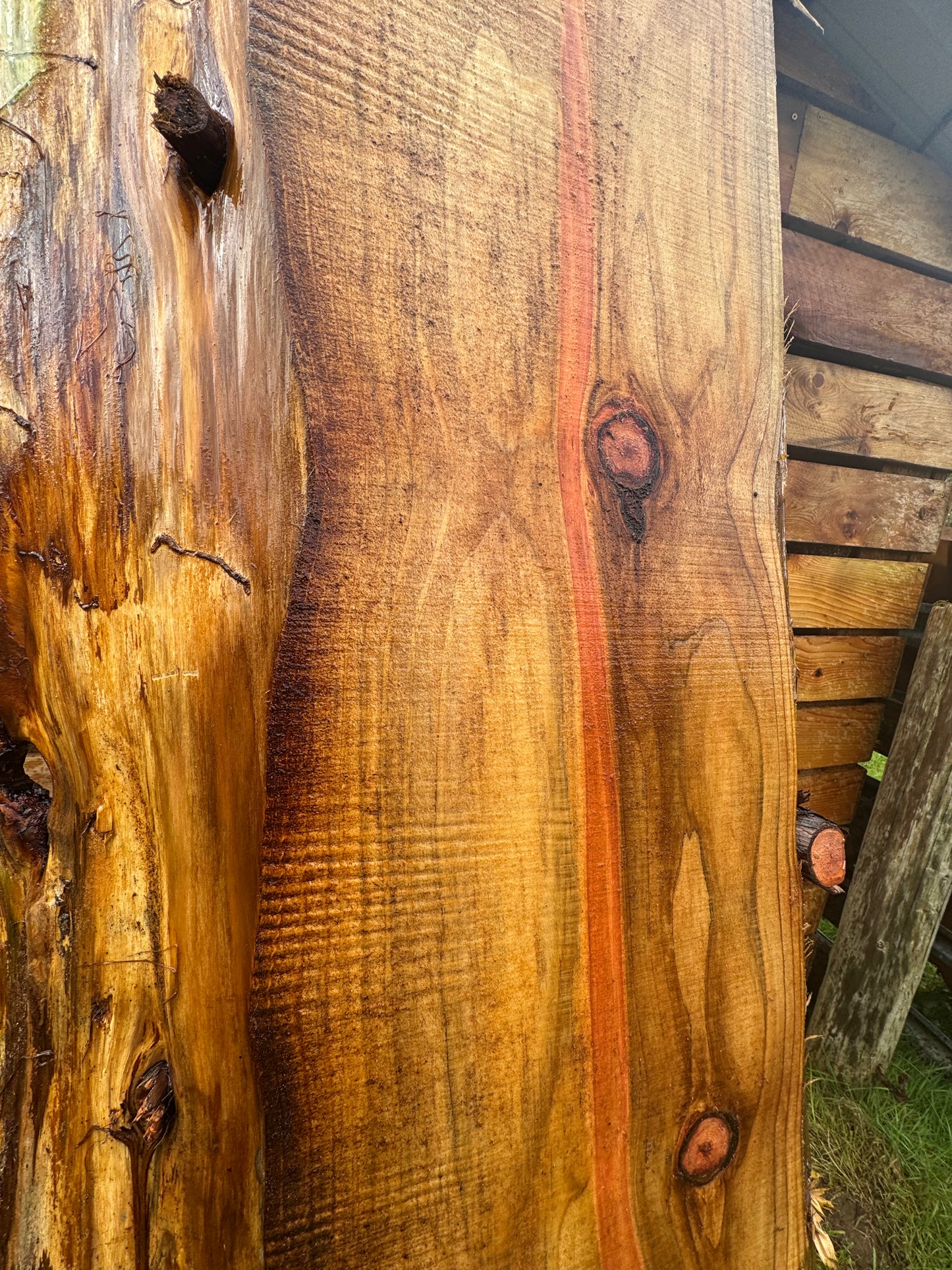Giant Sequoia Redwood Slab - 96" x 27" x 3" - Live Edges