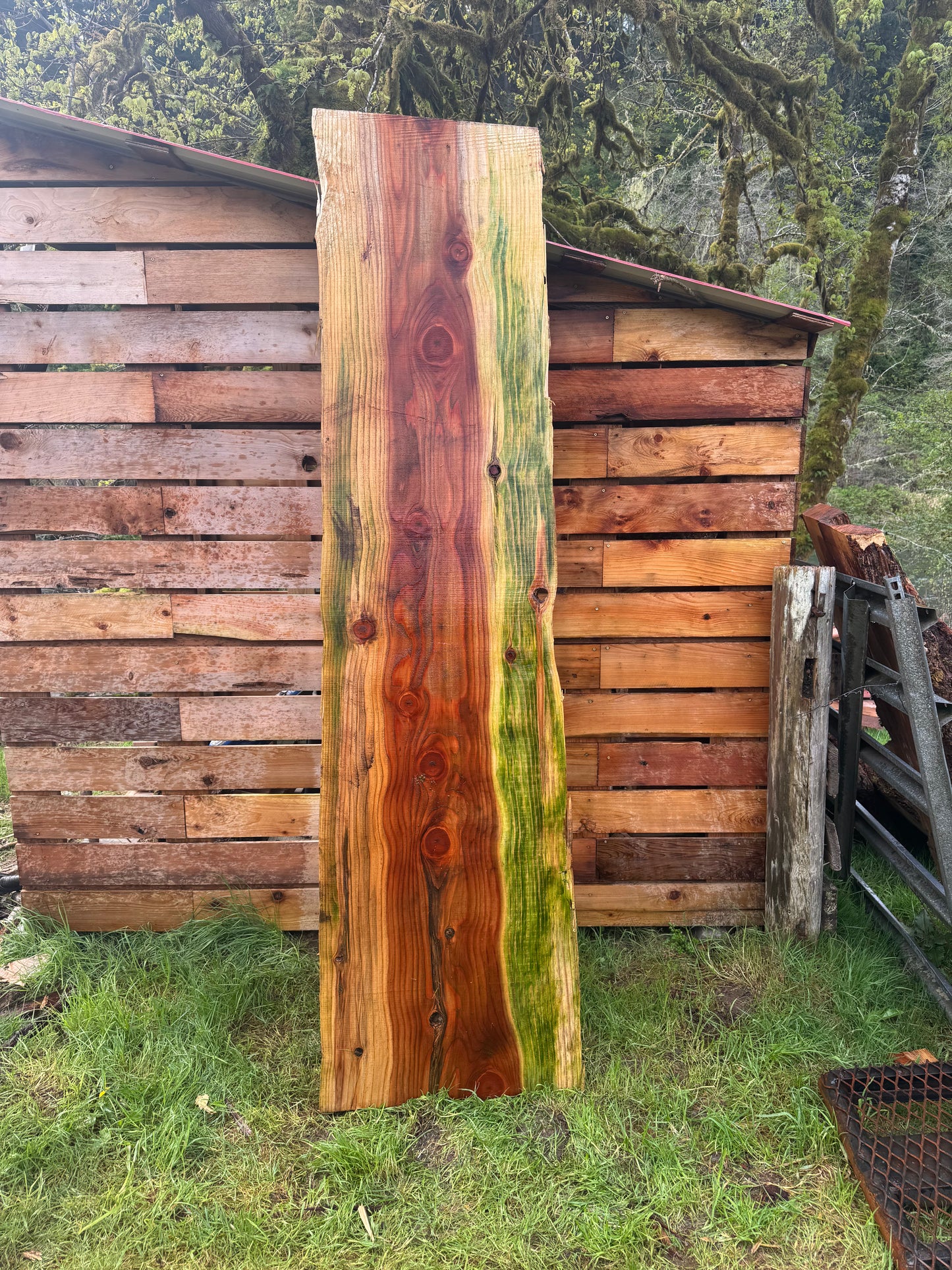 Giant Sequoia Redwood Slab - 96" x 27" x 3" - Live Edges