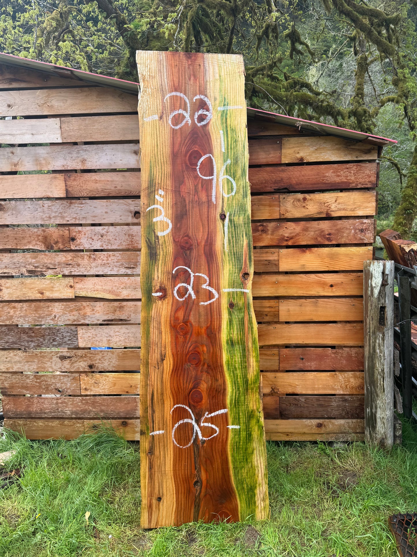 Giant Sequoia Redwood Slab - 96" x 27" x 3" - Live Edges
