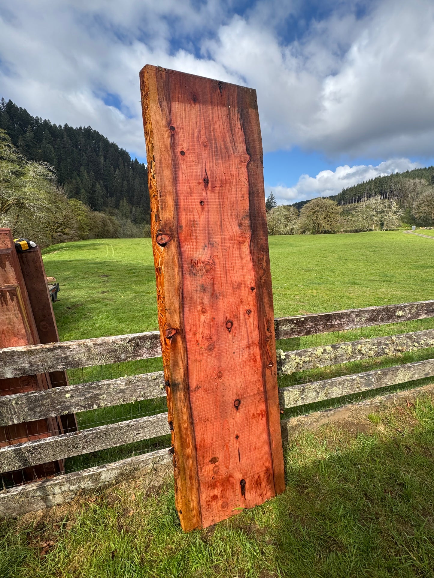 Giant Sequoia Redwood Slab - 97" x 28" x 3" - Live Edges