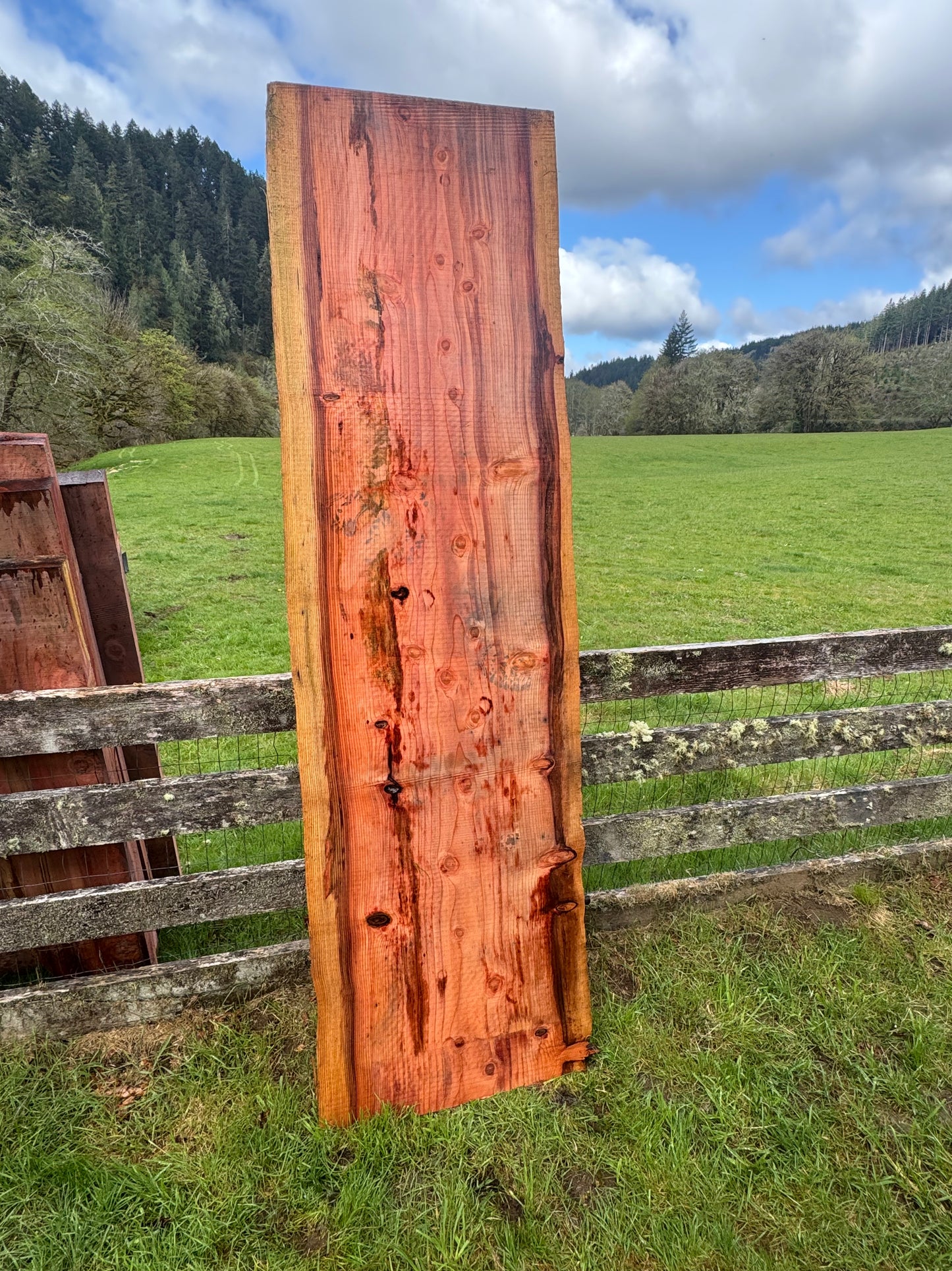 Giant Sequoia Redwood Slab - 97" x 28" x 3" - Live Edges