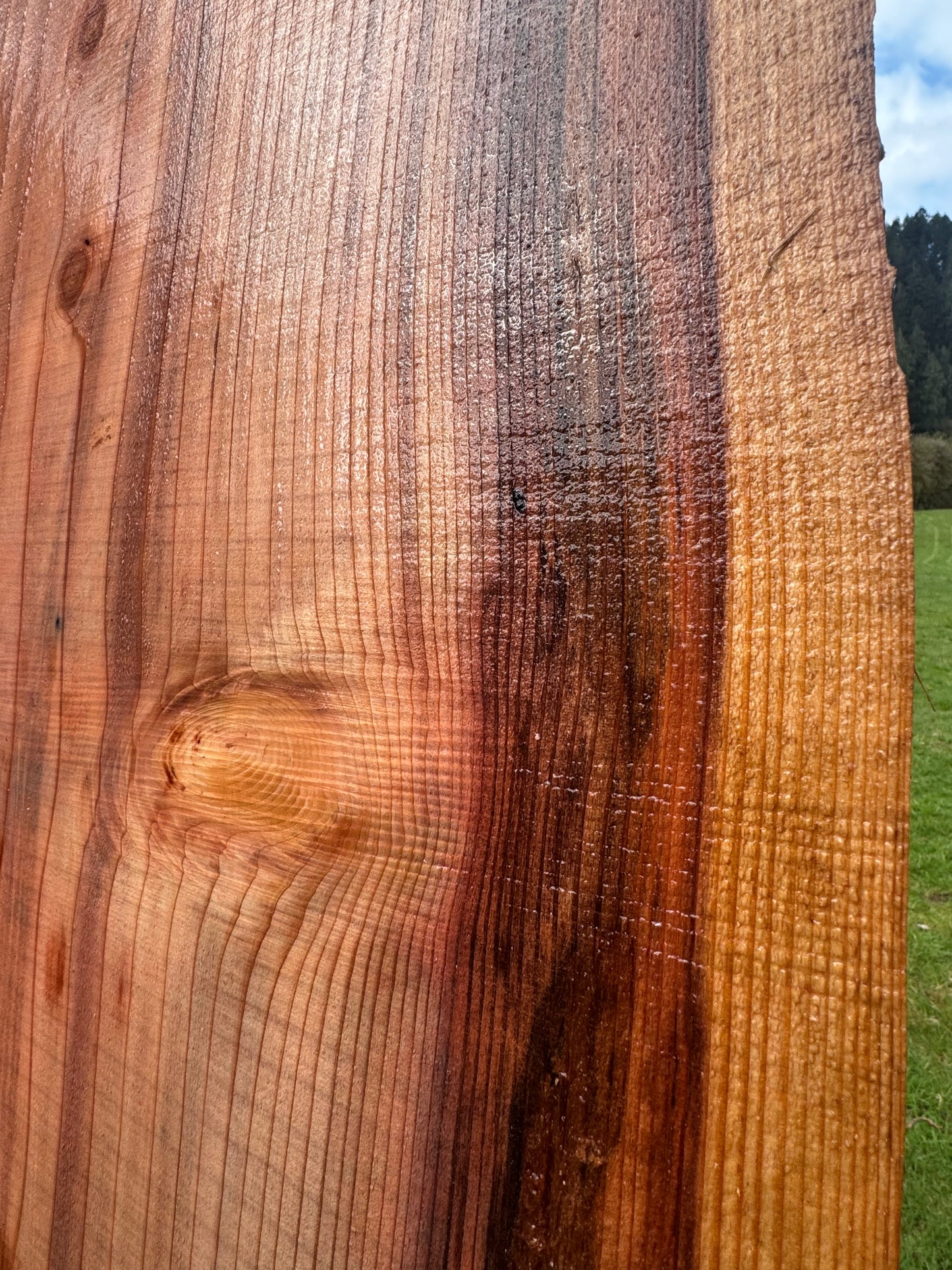 Giant Sequoia Redwood Slab - 97" x 28" x 3" - Live Edges