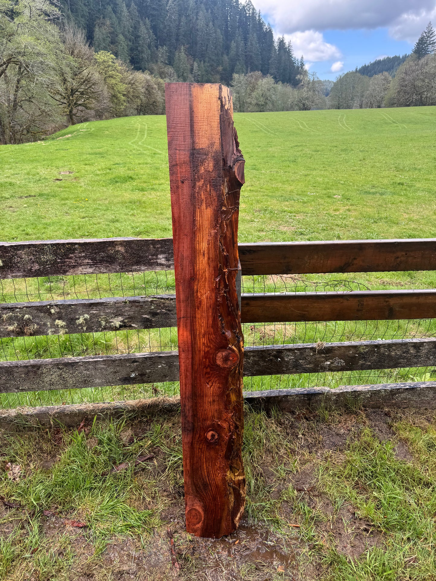 Giant Sequoia Redwood - 69" x 11" x 3" - Live Edge