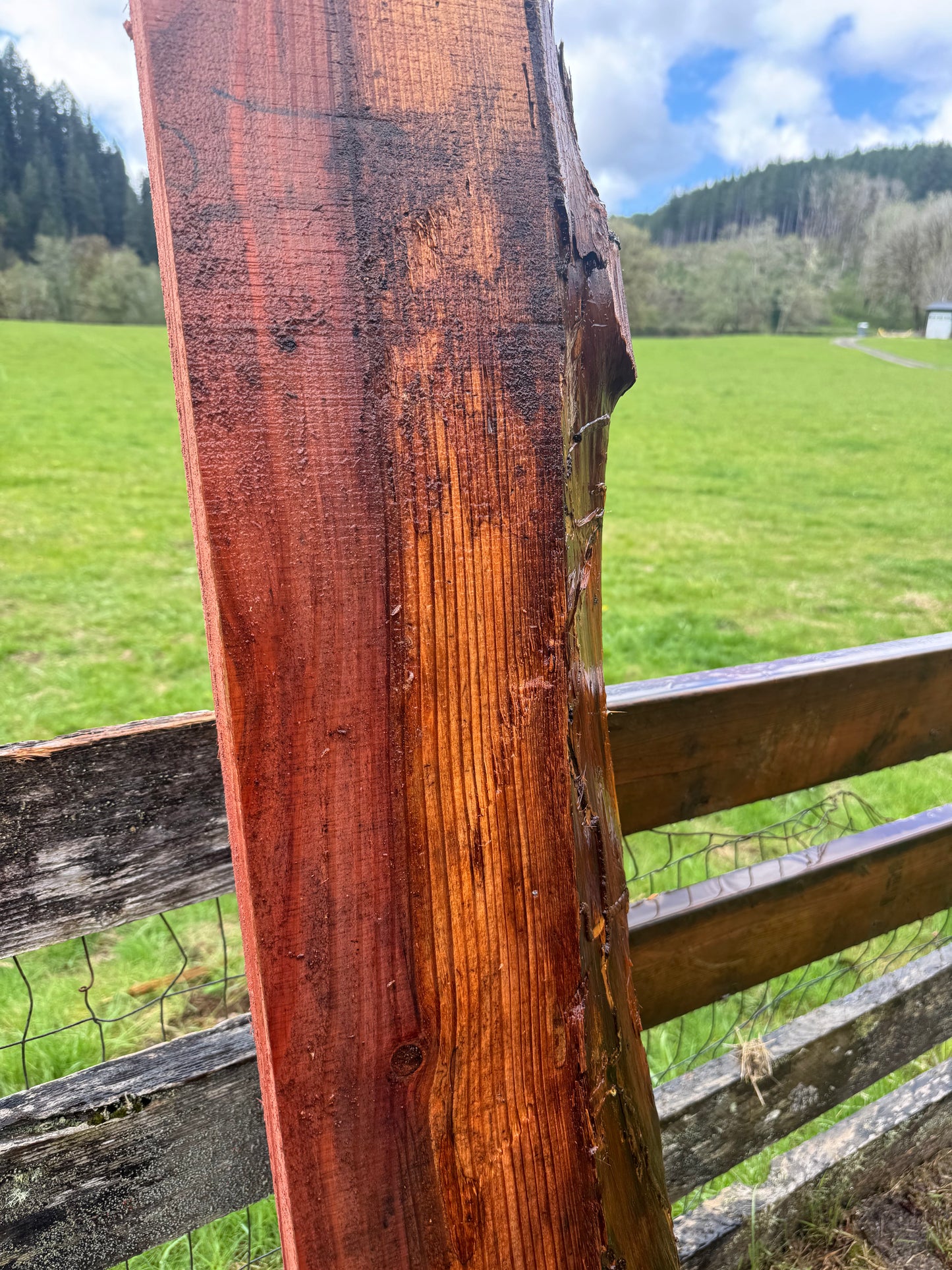 Giant Sequoia Redwood - 69" x 11" x 3" - Live Edge