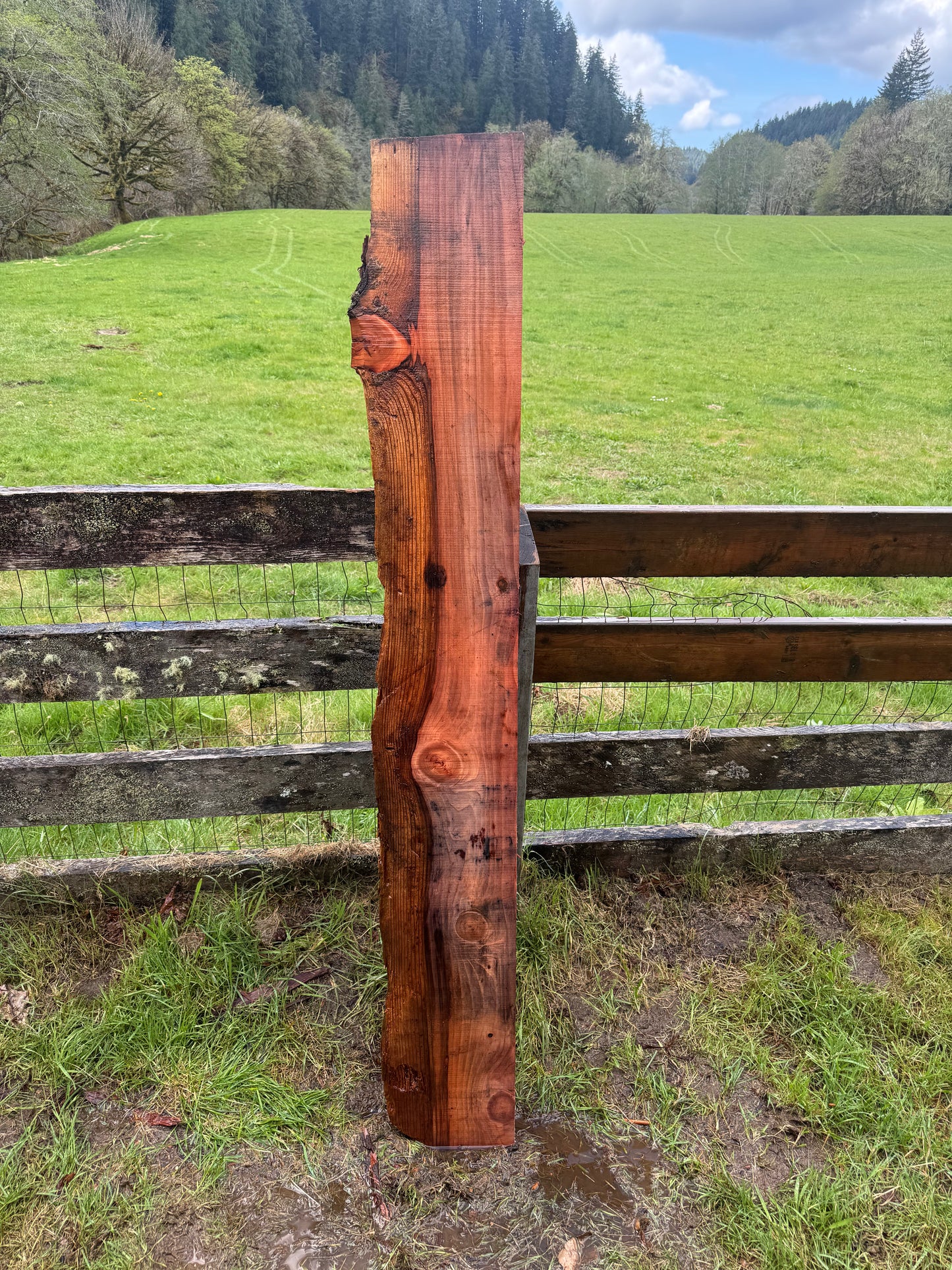 Giant Sequoia Redwood - 69" x 11" x 3" - Live Edge
