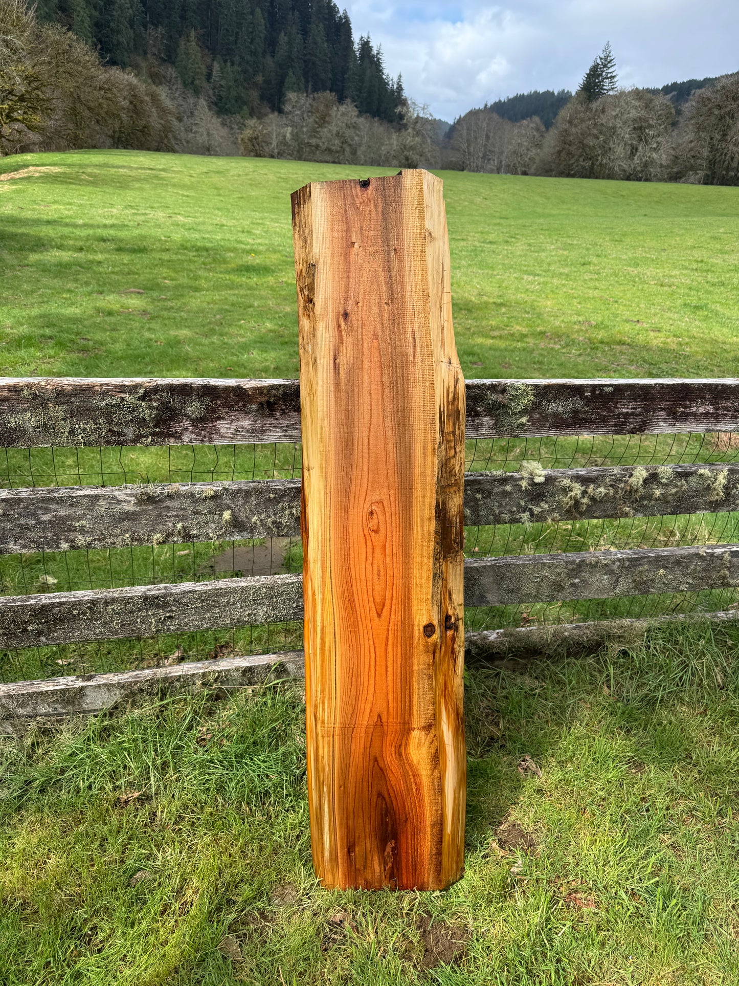 Western Red Cedar Slab- 63" x 15" x 2" - Live Edges