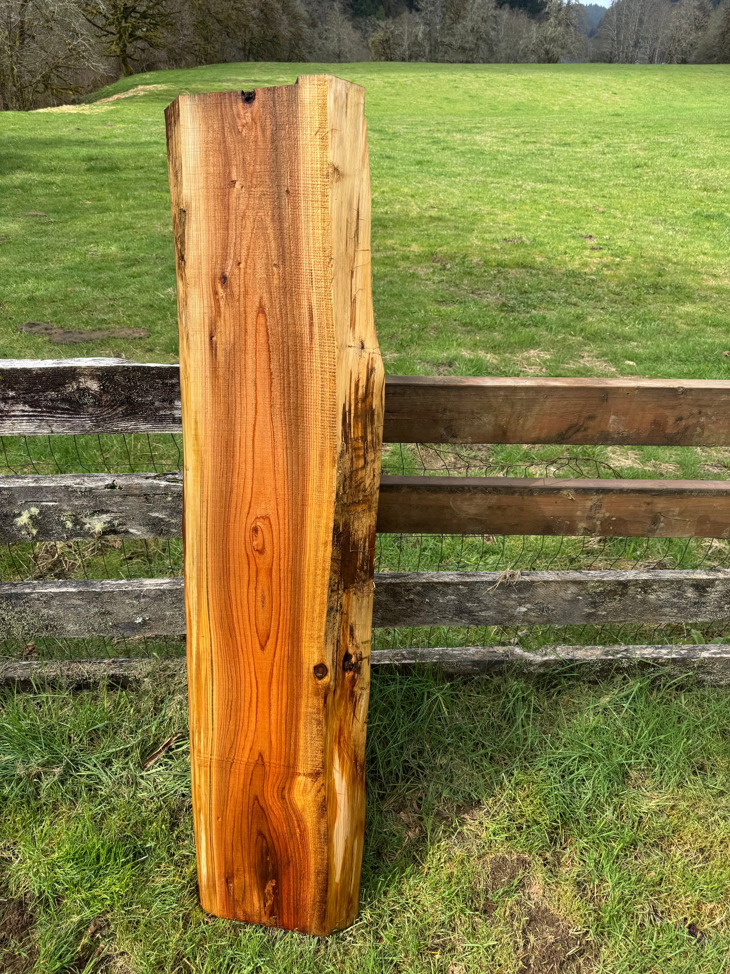Western Red Cedar Slab- 63" x 15" x 2" - Live Edges