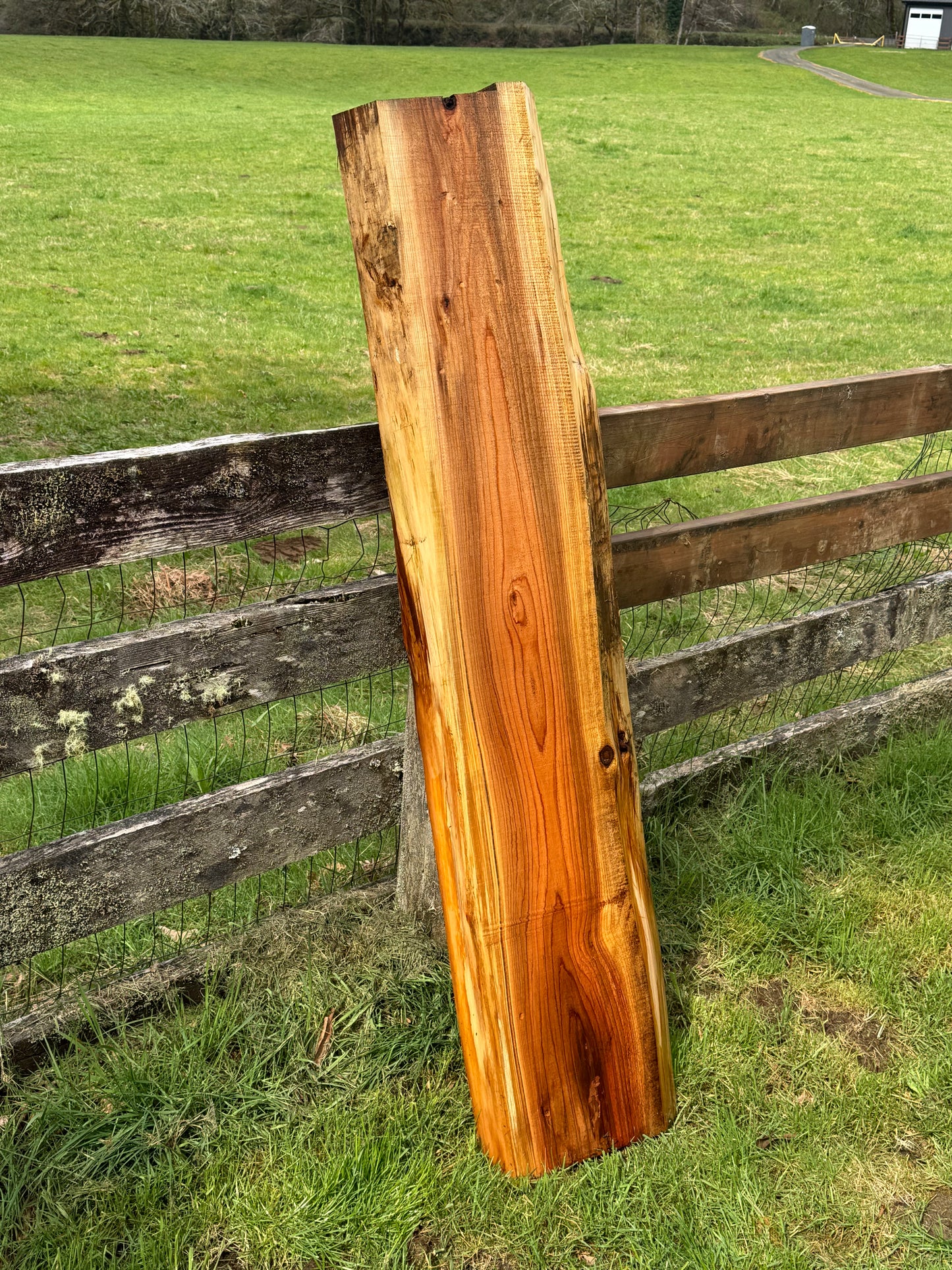 Western Red Cedar Slab- 63" x 15" x 2" - Live Edges