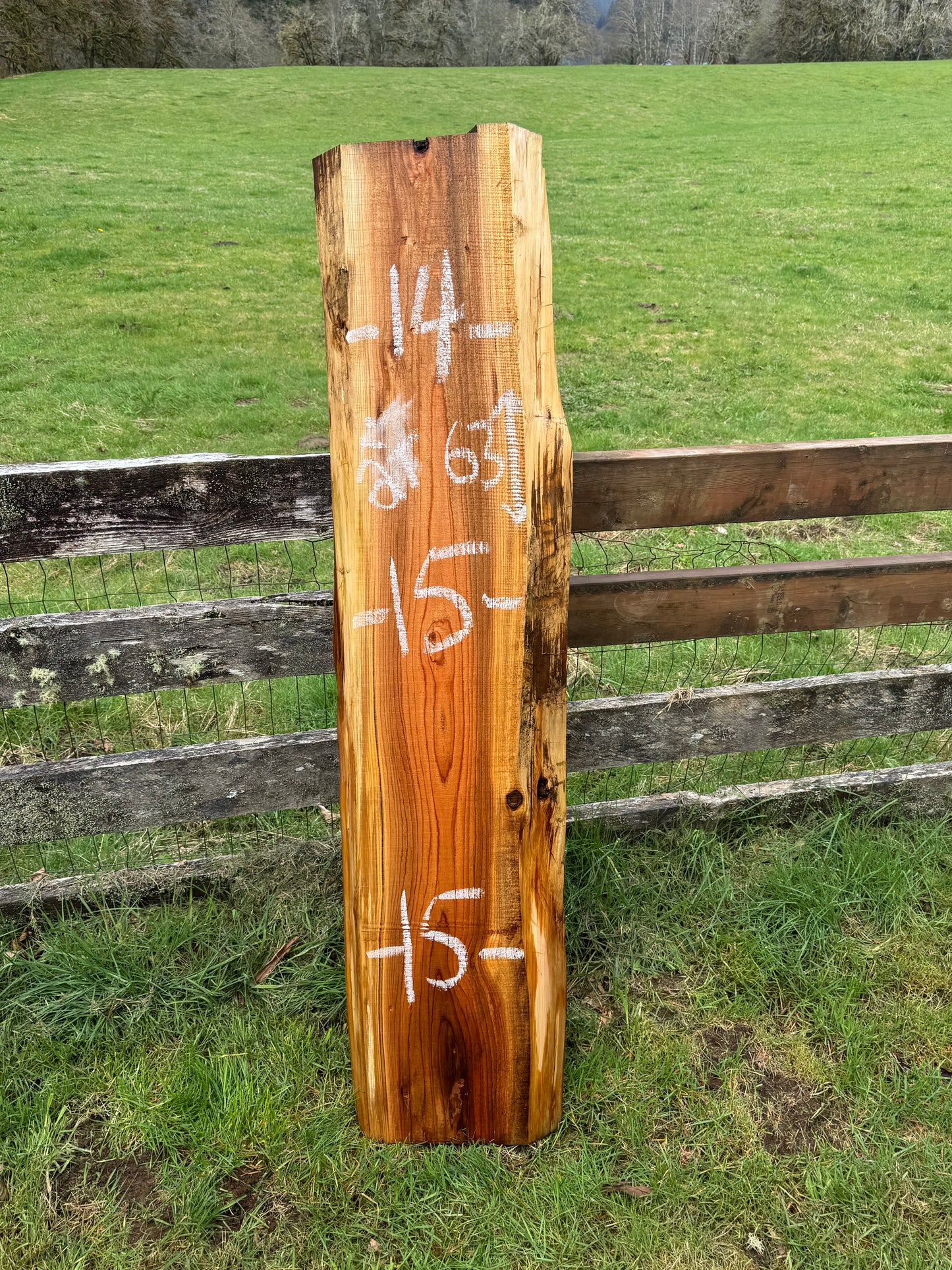 Western Red Cedar Slab- 63" x 15" x 2" - Live Edges