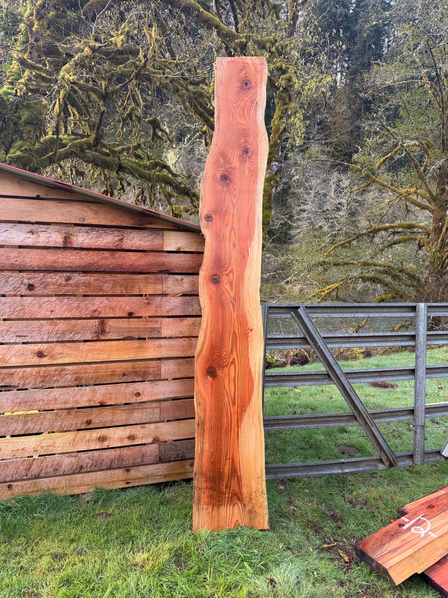 Western Red Cedar Slab- 128" x 20" x 2.5" - Live Edges
