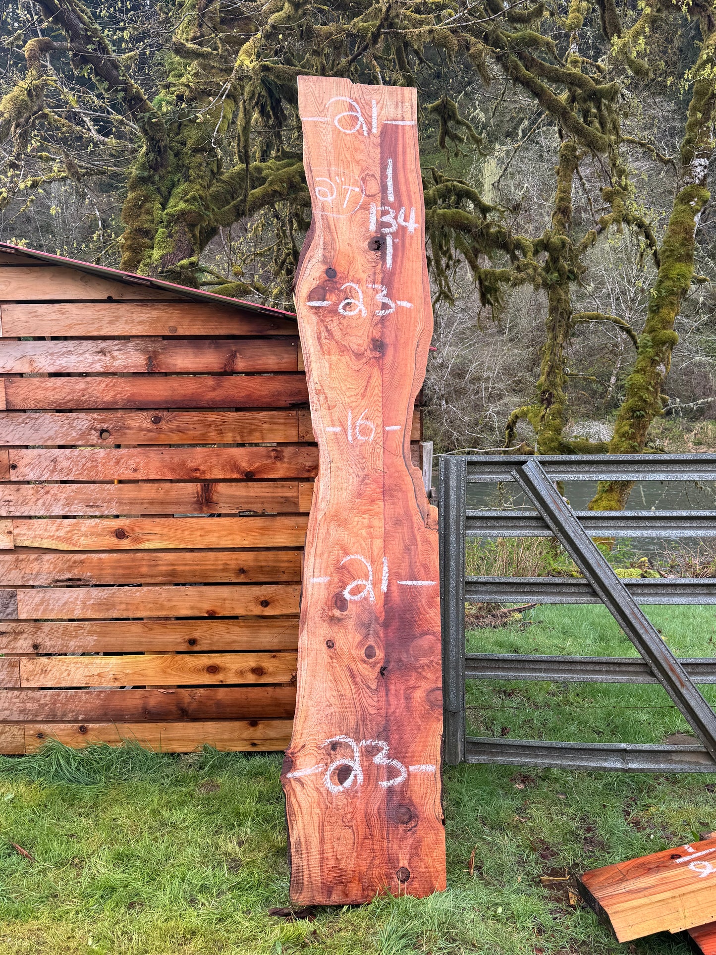 Western Red Cedar Slab- 134" x 23" x 2" - Live Edges