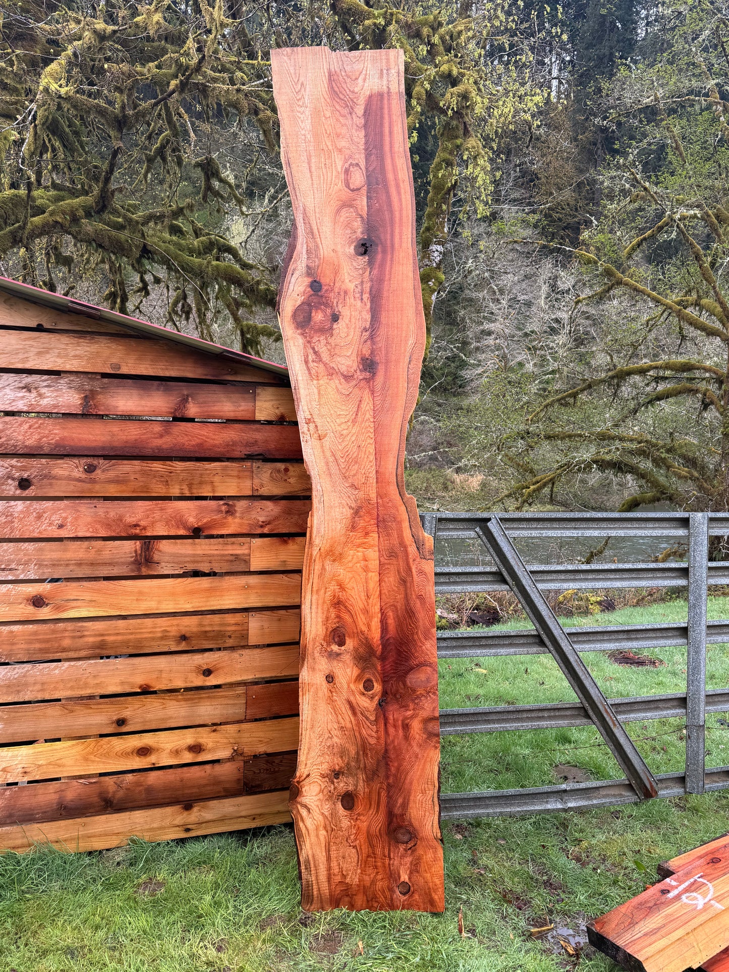 Western Red Cedar Slab- 134" x 23" x 2" - Live Edges